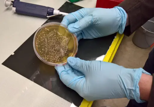 Researchers evaluate the amount of silver needed to inhibit the growth of E. coli bacteria. Photo by Tatiana Zaikova, University of Oregon. 