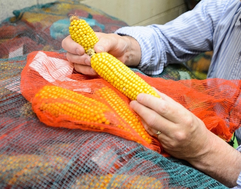 Edgar Spalding holds stored samples of corn waiting to be processed in a phenotyping research study at the Wisconsin Crop Innovation Center.