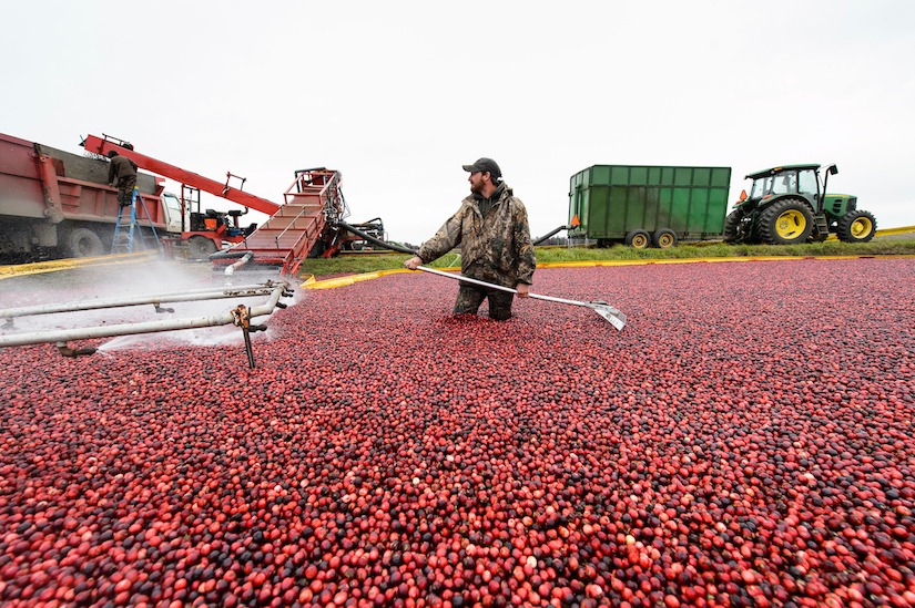 Radar adds technological twist to age-old cranberry counting process ...