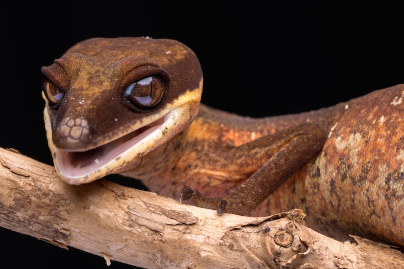 Photo of gecko