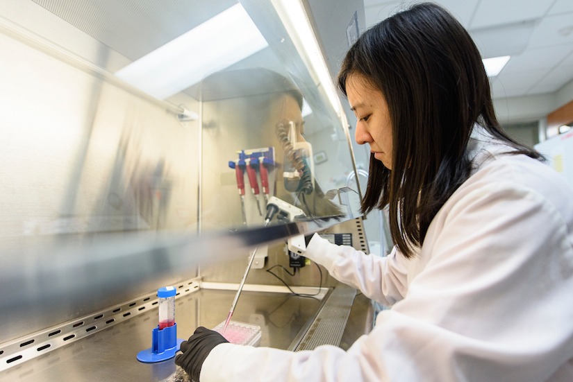 Photo of grad student Angie Xie working with stem cells