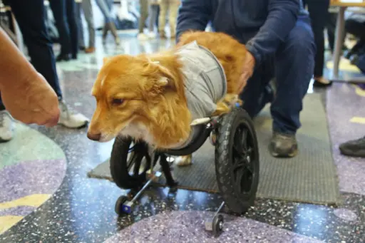 Louie the Dog with wheel cart
