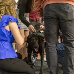 Clyde, a black lab with paralyzed back legs