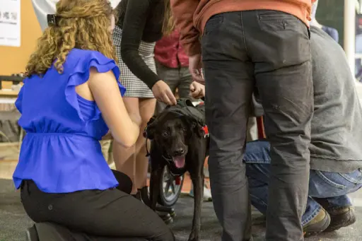 Clyde, a black lab with paralyzed back legs