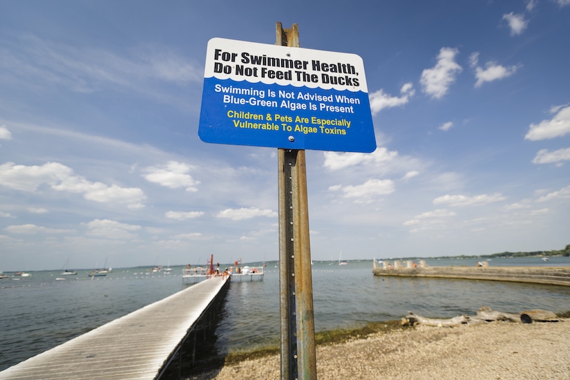 On July 16, 2012, one of several signs posted along Lake Mendota near the Memorial Union Terrace at the University of Wisconsin-Madison warn against swimming during the presence of toxic blue-green algae in the water.