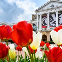 Bascom Hall with tulips in foreground
