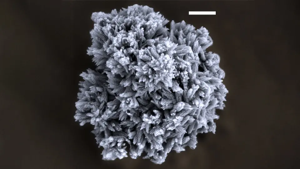 microparticle shown via scanning electron microscopy