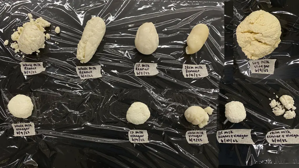 cheese experiment samples