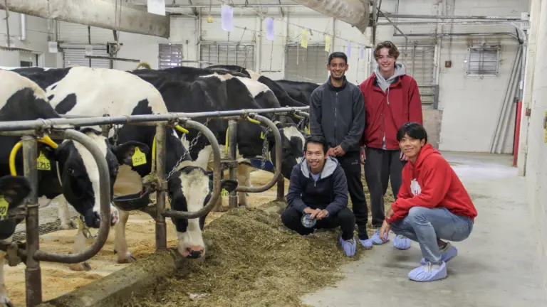 Students with dairy cows