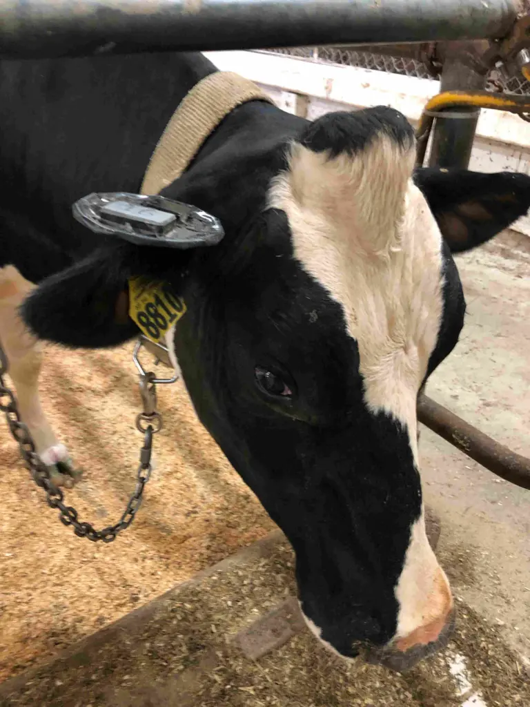 cow wearing an eTag