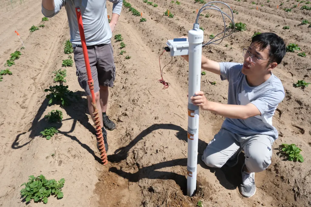 Shuohao Cai places a sensing rod in the soil