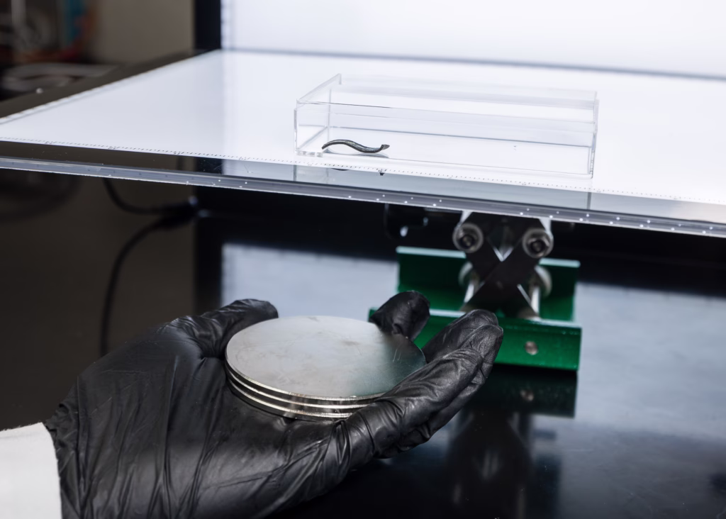 PhD student Youyi Zhou demonstrates the Alapan lab's magnetic soft robot technology