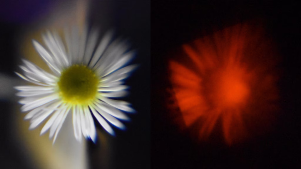 Images of a chamomile flower