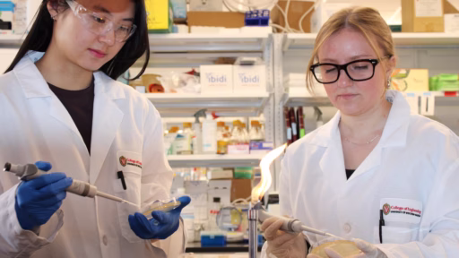 Two graduate students perform biological experiments in the Ngo Lab.