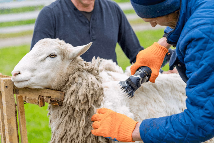 A sheep being sheared