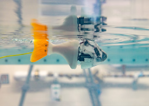 The Wang lab's robotic fish